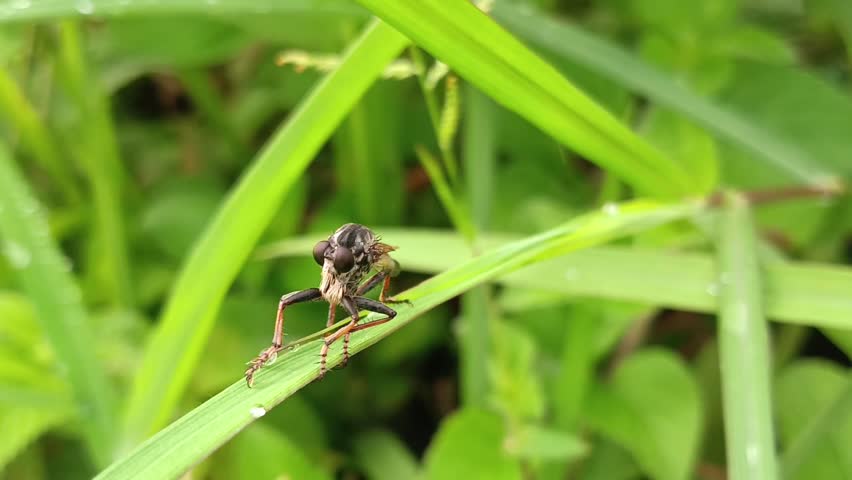 macro photo of robber fly (asilidae) on a leaf, predator of other insects