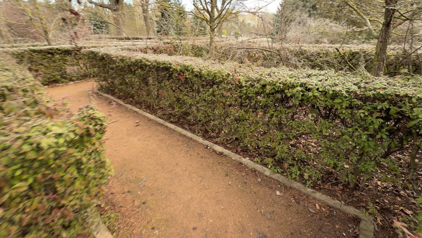 Dense green hedges covered in white frost line a winding garden path. The quiet symmetry of the maze creates a calm, mysterious feeling for a cold morning walk in the park.