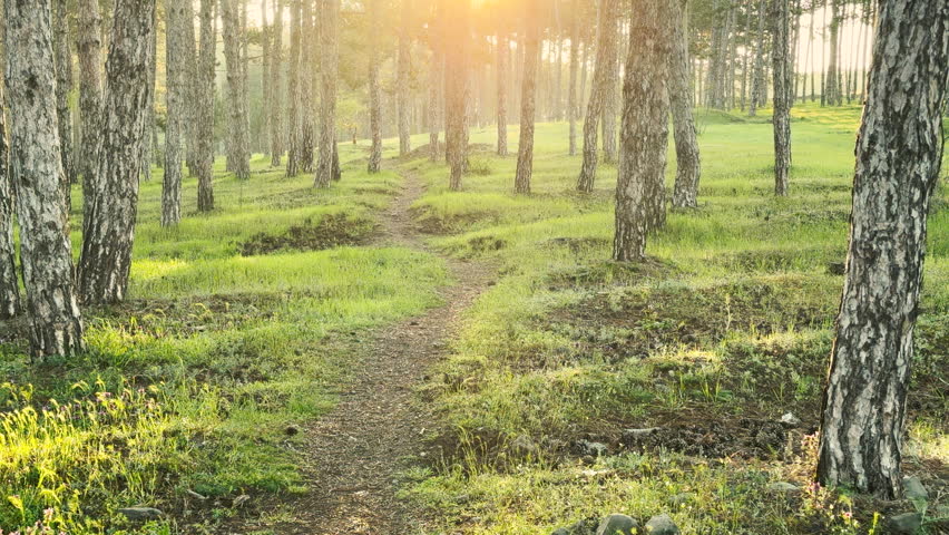 A small dirt path cuts through a bright pine forest as the sun peaks over the horizon. The glowing light and soft green grass create a joyful, warm feeling. It is a peaceful morning in nature.