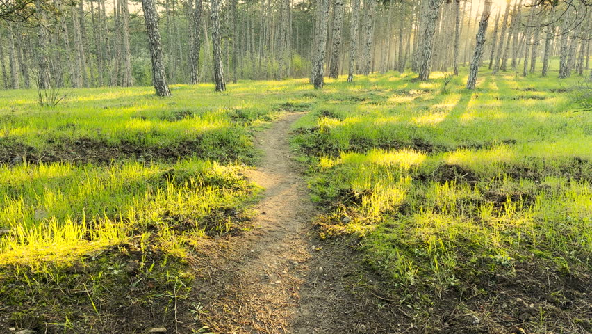 A dirt path winds through a vibrant green forest as warm sunlight glows through the trees. This peaceful scene feels calm and refreshing. It is a perfect place for a quiet morning walk.