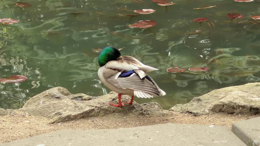 Mallard Duck Resting on a Rocky Bank Beside a Garden Pond