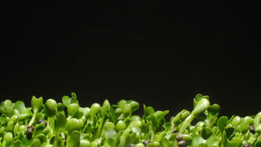 Macro shot of seed growing into a small plant with fresh green leaves over time.