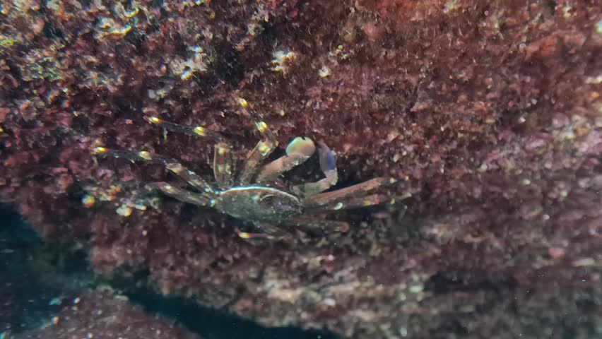 under water macro nimble spray crab