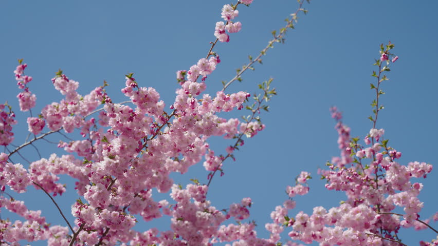 Pink cherry blossom flowers on a blue sky background