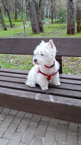 Close up of a curious West Highland White Terrier sitting on a wooden bench, sniffing a bright yellow dandelion held by a human hand. Side view of a cute purebred dog in a red harness outdoors in a park.