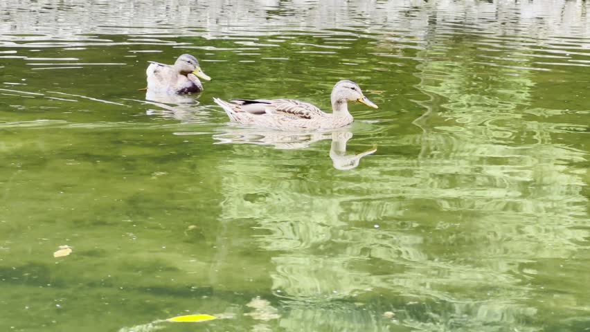 Brownish ducks swimming on a calm lake during a sunny summer day. The birds move gently across the water surface, reflecting bright sunlight and creating a peaceful natural wildlife scene