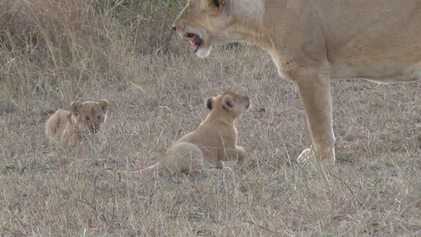 baby lion playing with mother while she scans the distance