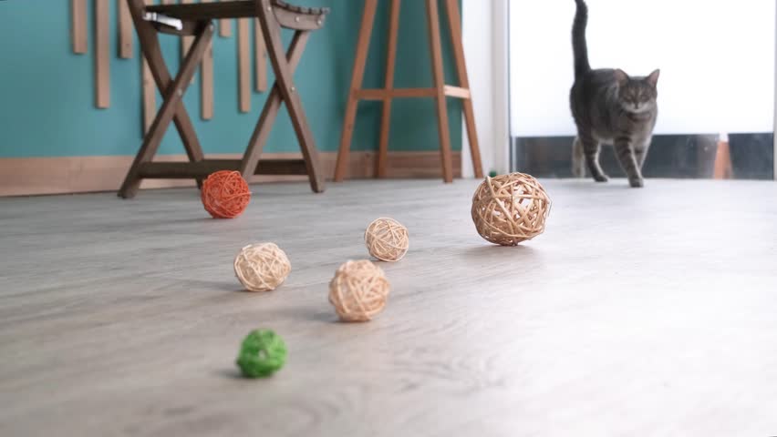 cute European tabby cat playing with balls on the floor at home, slow motion