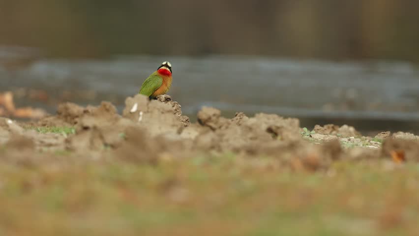 Low angle of a beautiful white-fronted bee-eater sitting on the ground at the water