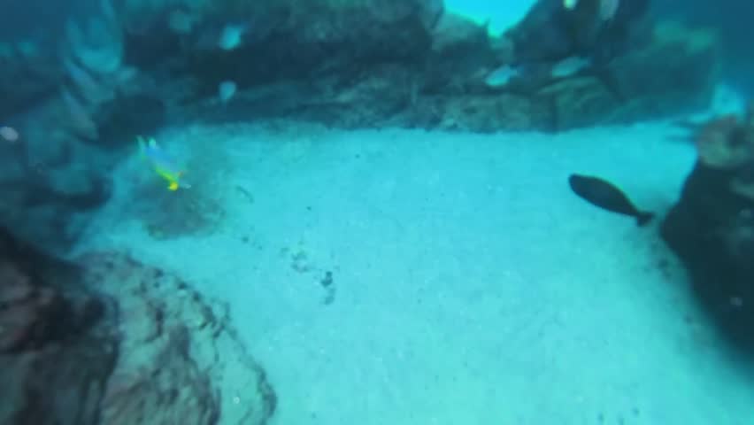 Bright colorful fish swimming under guests at a resort in Florida