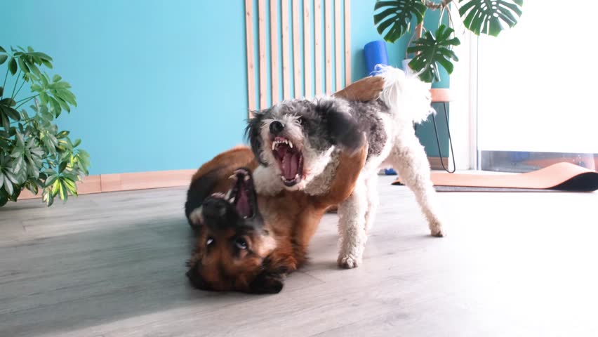two domestic male dogs playing actively in the room at home. Mix breed dogs playing showing teeth
