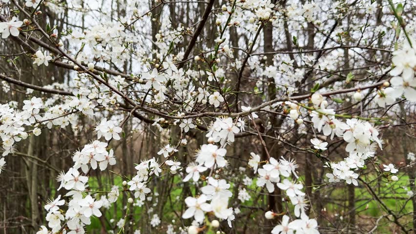 Blooming spring tree branches with white flowers moving in the wind