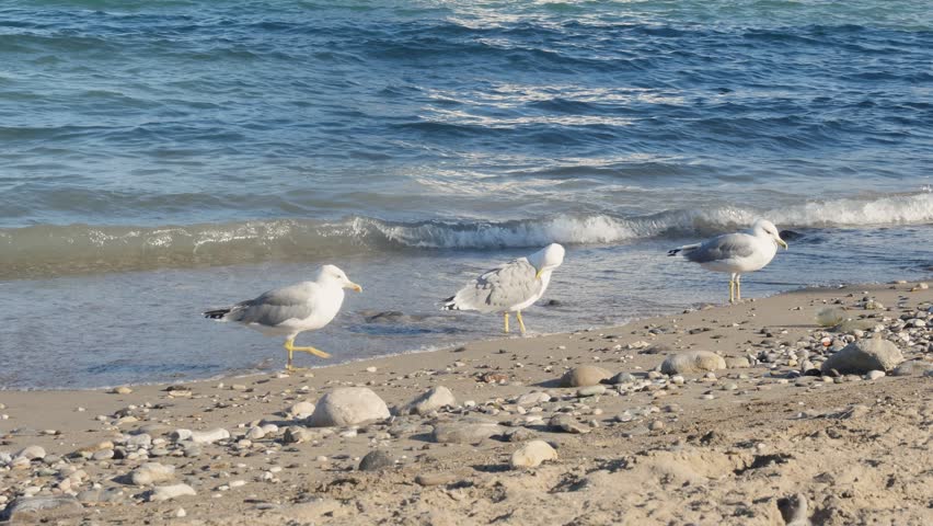 Coastal wildlife scene featuring seagulls standing on wet sand with blue ocean waves in the background.