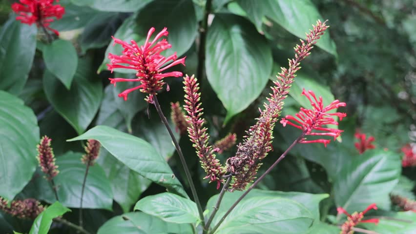 Odontonema \ strictum（Odontonema \ cuspidatum）
Firespike, Cardinal