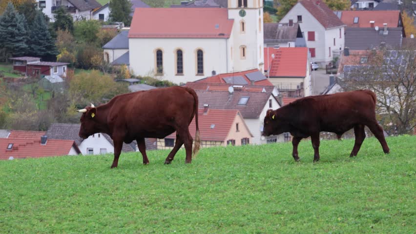 cattle grazing on a meadow