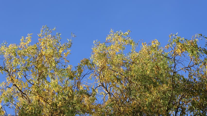 An autumnal willow on a very windy day