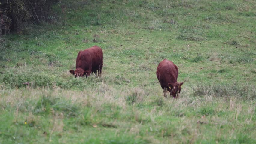 cattle grazing on a meadow