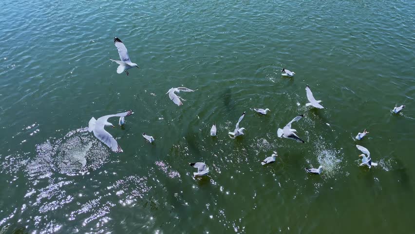 Seagulls diving into the river to catch fish, screaming and splashing in bright sunlight, capturing dynamic wildlife behavior on a sunny day