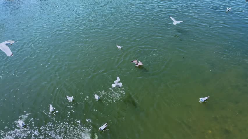 Seagulls diving into the river to catch fish, screaming and splashing in bright sunlight, capturing dynamic wildlife behavior on a sunny day