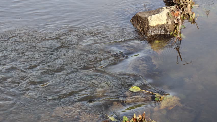 A slowly flowing stream in autumn