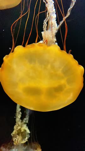 A vertical close-up of a large Pacific Sea Nettle (Chrysaora fuscescens) drifting in dark water. The jellyfish features a brilliant golden-orange bell with long, thin, reddish-brown tentacles and intricate white lacy oral arms trailing behind. The stark contrast between the luminous body of the jellyfish and the deep black background emphasizes its delicate textures and graceful movement.