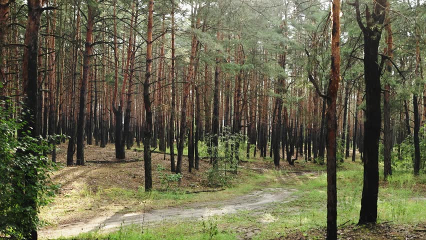 Sunlit Forest Path Weaving Through Pines With Charred Lower Trunks, Fresh Green Undergrowth Signals