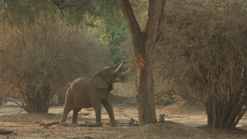 Wide shot of an African elephant stretching his trunk to reach some leaves on a tree above him, Mana Pools.