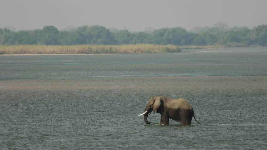 Wide shot of a lone African elephant crossing through the river, Mana Pools.