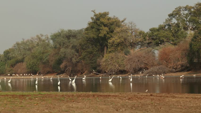 Wide shot of Greater egrets standing in the water with huge trees in the background, Mana Pools.