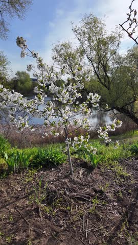 A beautiful blooming young tree with white spring blossoms stands on a riverbank. Sunny day, bright blue sky, tranquil water, and fresh green grass. Scenic outdoor nature landscape.