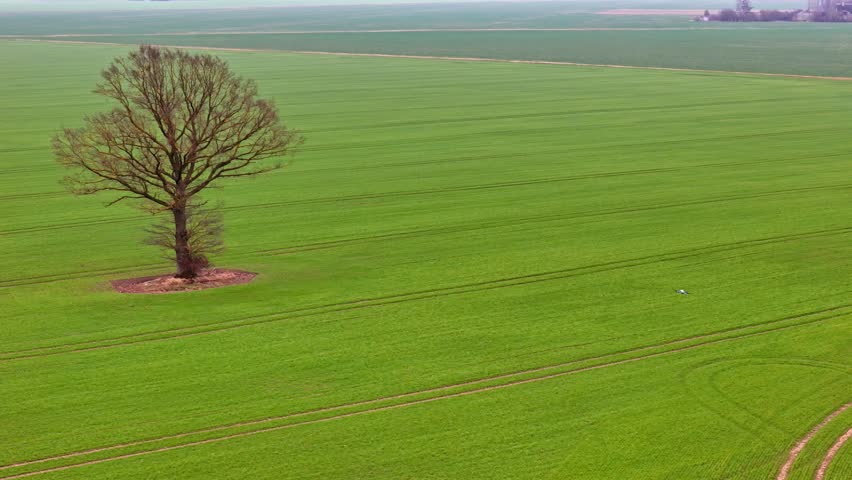 Bare tree standing alone in a wide green field on a foggy day, aerial view