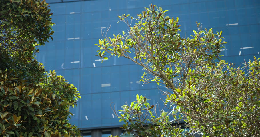 Light breeze is drifting white fragments as camera is descending to center lamp by blue facade. Lantern, green, street, urban, plaza, foliage, petals