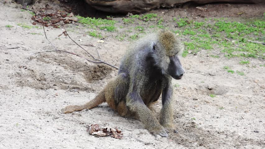 Baboon seated on sandy terrain, actively digging in the ground with its hands, surrounded by sparse greenery and rocky elements in the environment