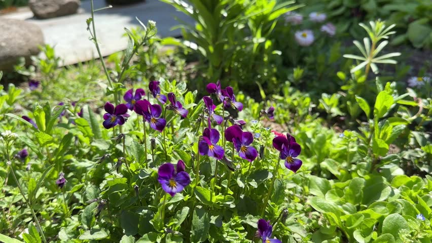 Group of small purple pansy flowers