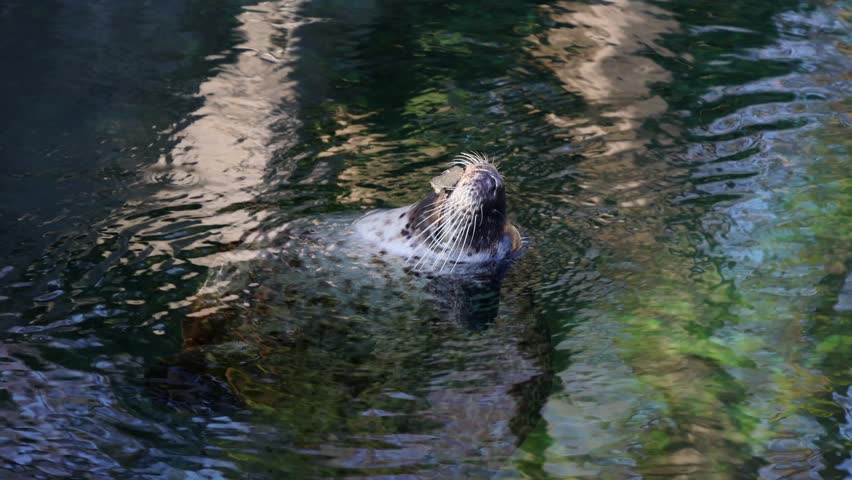Seal emerges from clear water, showcasing its head while surrounded by reflections of trees and sunlight in a serene natural environment