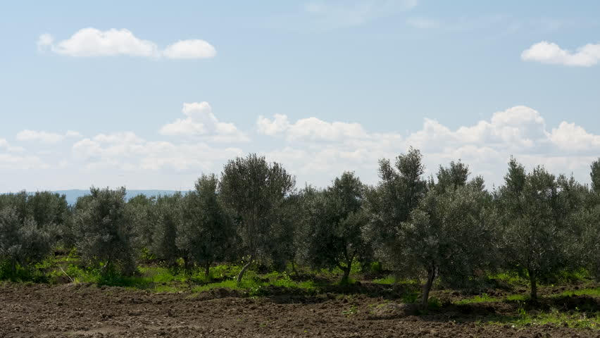 Mature olive tree in a sunny orchard. Beautiful green olive garden with rows of trees under a clear sky in Kakheti region, Georgia.