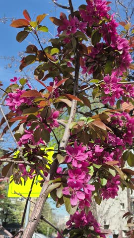 Early spring in Belgrade  Serbia.A blossoming tree in the courtyard of a building  detail. The bee flies from flower to flover.