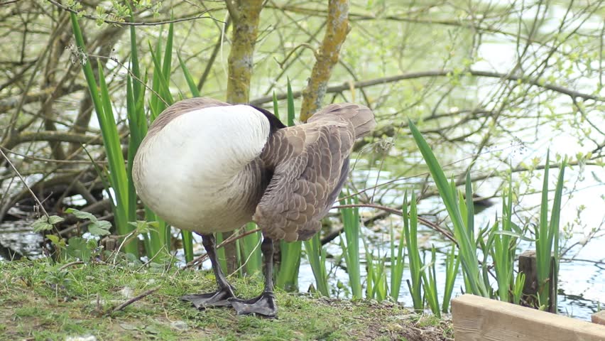 Goose Preening Its Wing Close-Up Near Water