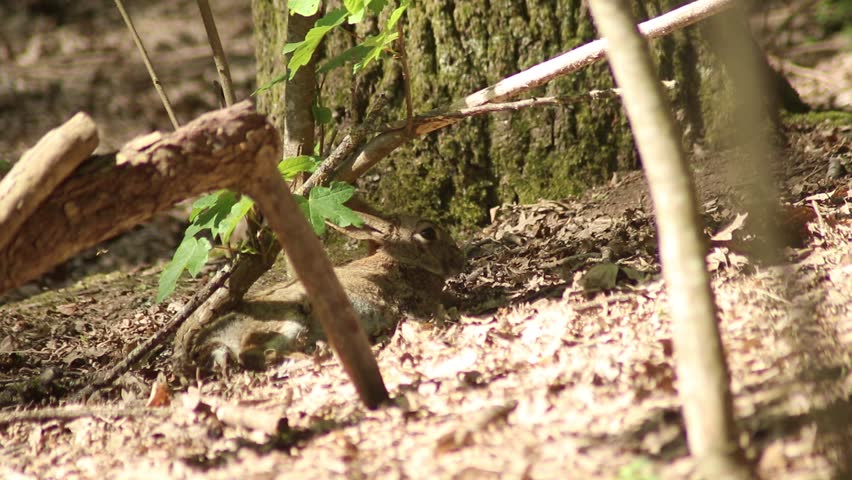 Hare Lying Near Tree Disturbed by Another Hare