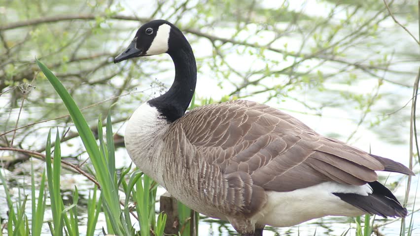 Goose Preening Its Wing Close-Up Near Water