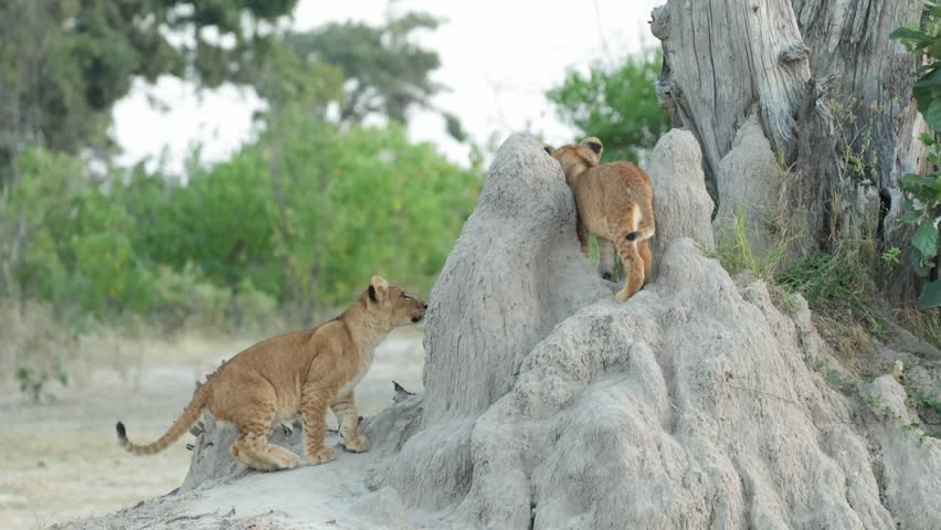 Wide shot of two lion cubs playing and chasing each other on a termite mound, Botswana.