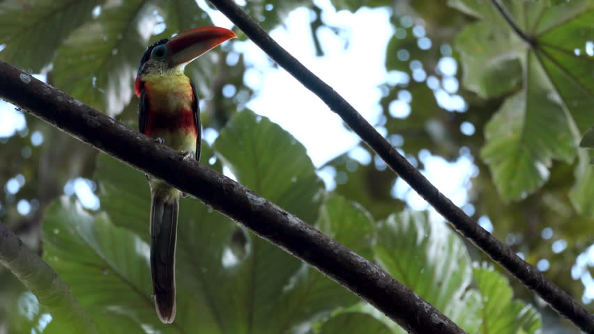 Bird wild colorful tropical exotic Curl-crested Aracari toucan in rainforest jungle long beak2