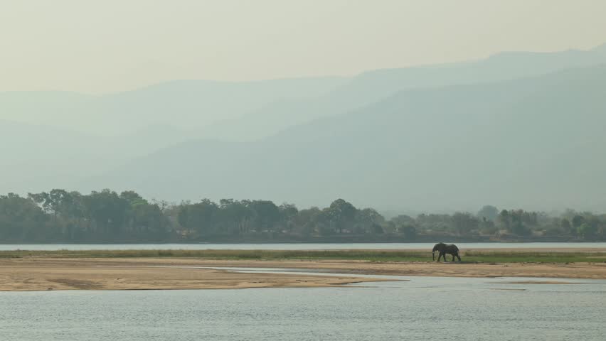 Extreme wide shot of an African elephant standing on the banks of a mighty river with trees and hills in the background, Mana Pools.