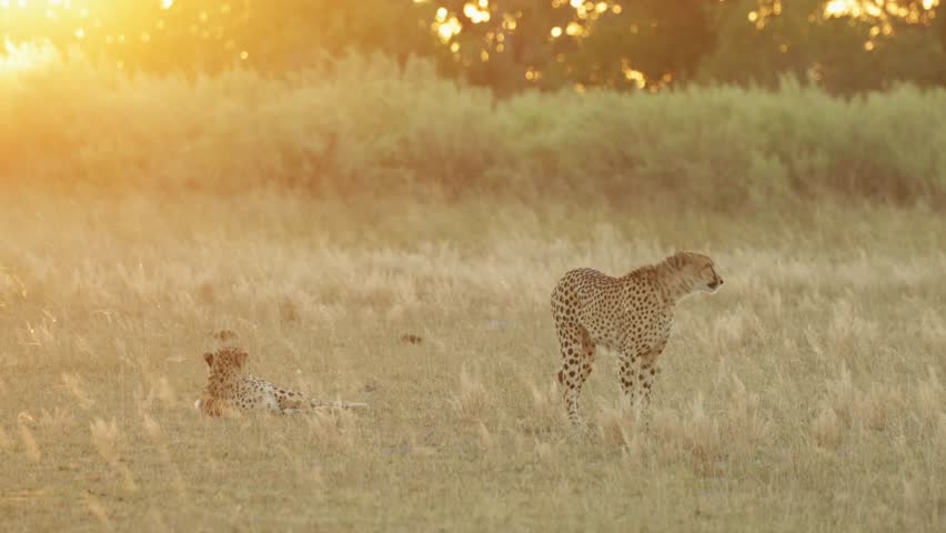 Two cheetahs in the open plains during sunset in golden light. One is lying in the dry grass while the other cat is standing and looking around, Botswana.