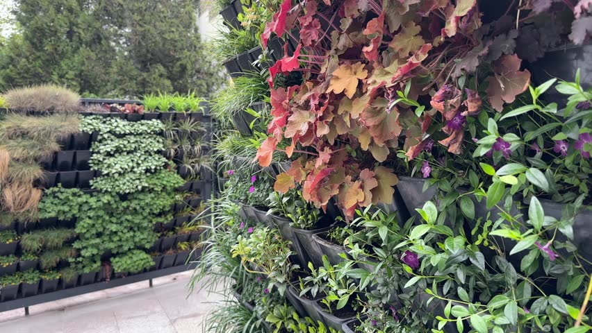 Urban vertical garden with lush green and red foliage on modular wall planters. Modern eco architecture in city courtyard. Concept of sustainable design, greenery, urban landscaping
