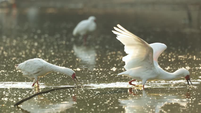 Medium shot of an African spoonbill catching a fish and swallowing it while walking in the water next to its partner, Mana Pools.