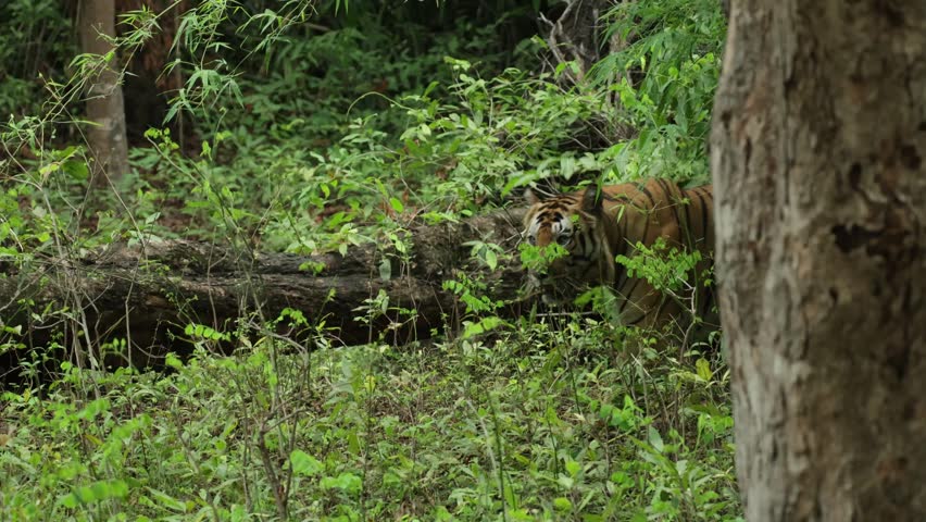 A tiger walking through little shrubs in the jungle, Bandhavgarh National Park.