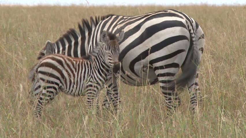baby zebra tries to drink milk from the mother.