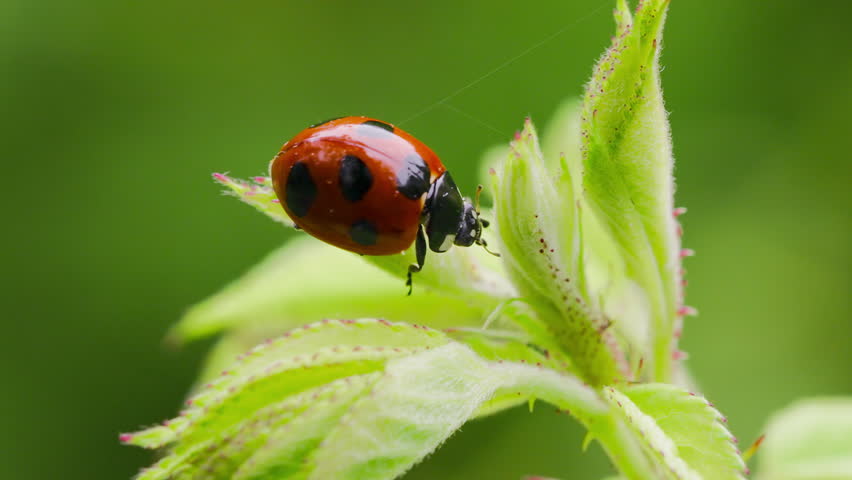 Close-Up Shot of Seven-Spotted Ladybug (Coccinella septempunctata) Hanging on Green Weeds in Spring Field
