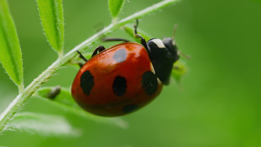 Close-Up Shot of Seven-Spotted Ladybug (Coccinella septempunctata) Walking on Green Weeds in Spring Field